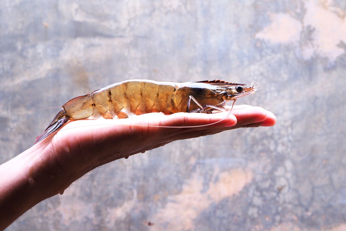 Hilton to end eye stalk ablation in farmed shrimp