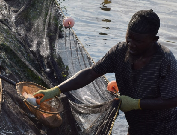 abbas-in-pond-with-fish-FF-website-20241002.png