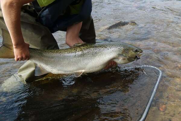 Salmon escape fears in Northern Ireland