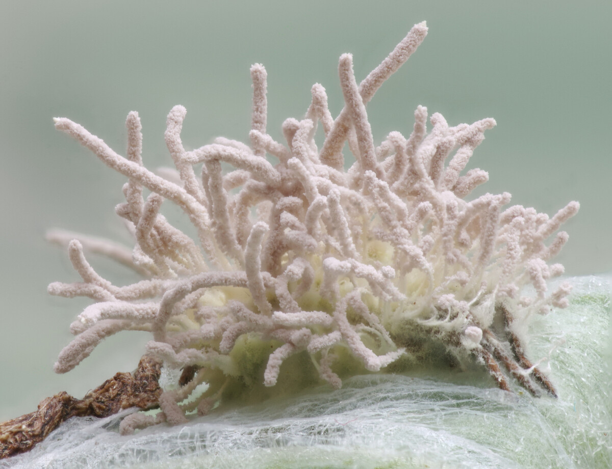 Gibellula fungus covering a spider. Photograph: ACT