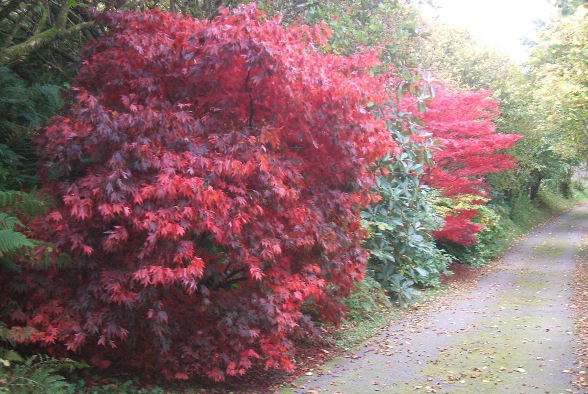 The garden at An Ceardach in Peninver is a peaceful space for visitors.