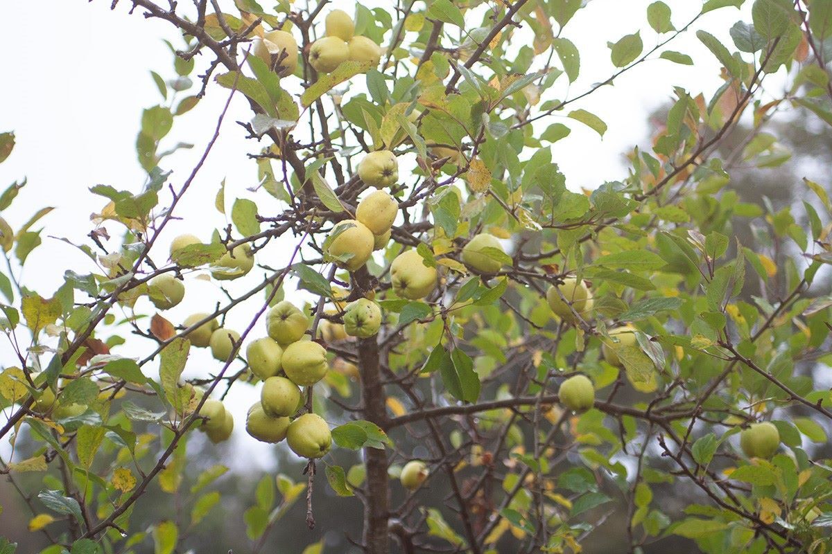 Wild Words by Kirsteen Bell: Unlikely crab apples