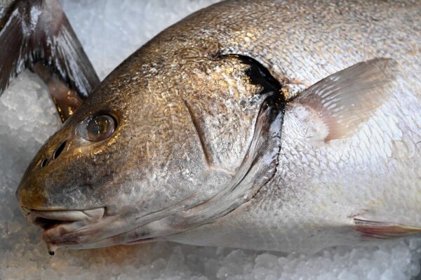 Farmed cod and trout overseas sale surge continues