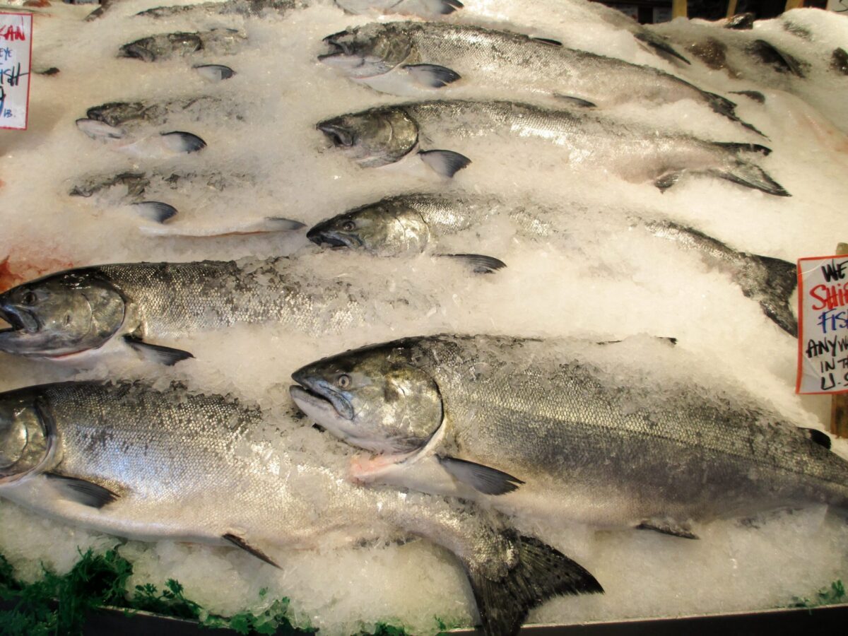 salmon on ice-AdobeStock_303985-064-20241011.jpg