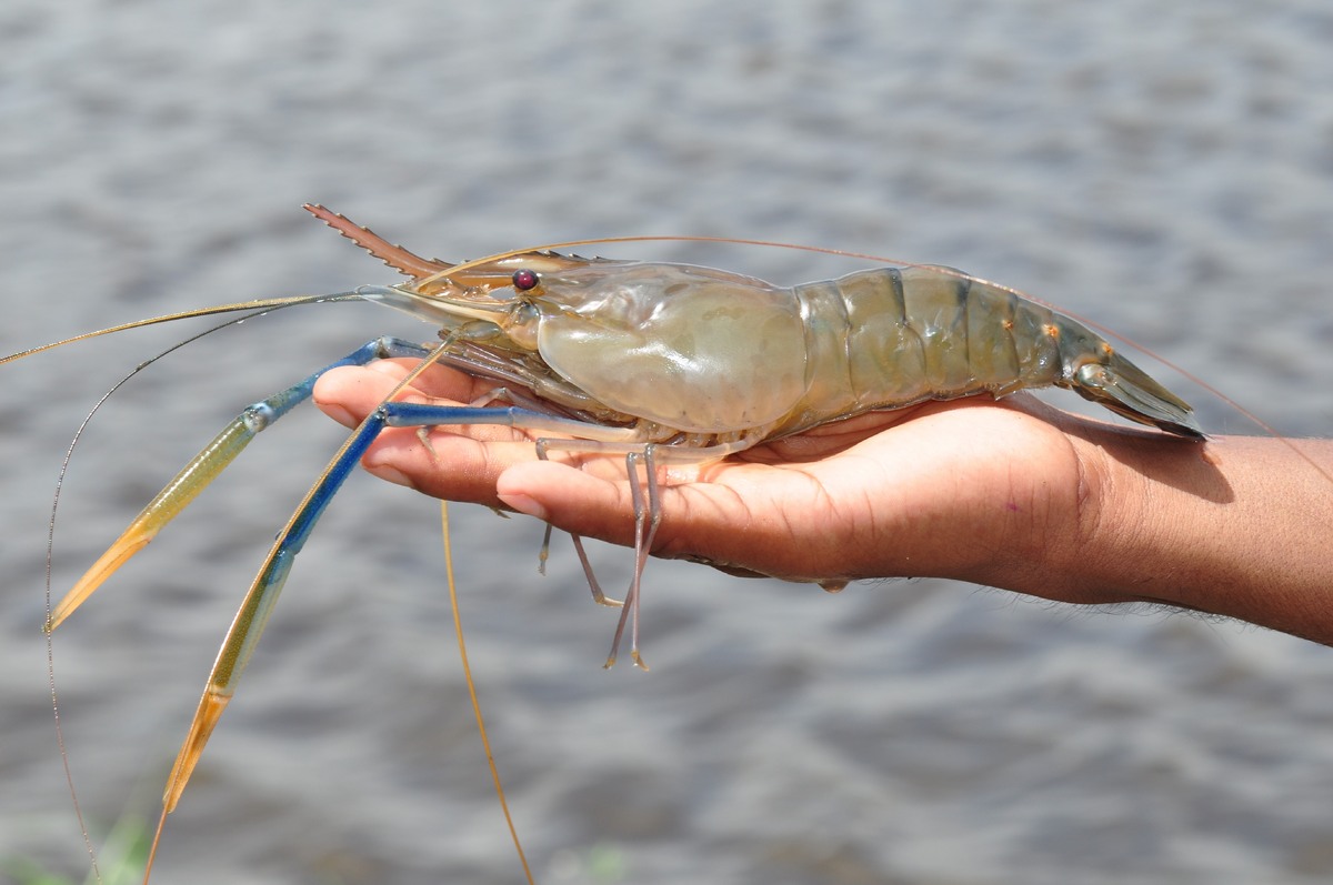 shrimp_AdobeStock_556136991-20241011.jpg