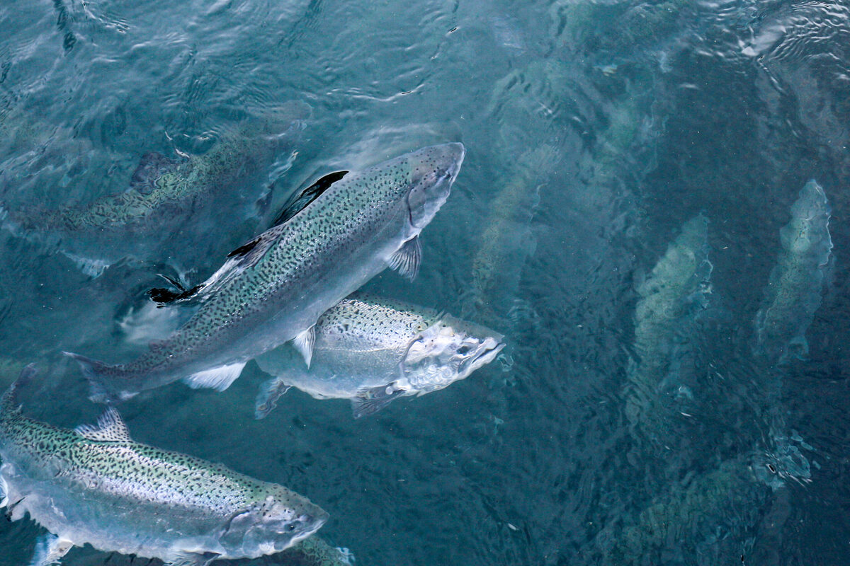 swimming_salmon_shutterstock_1230622570-6-20241010