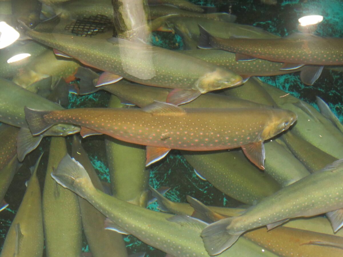 Arctic char_Sapphire Springs-20241014.jpg