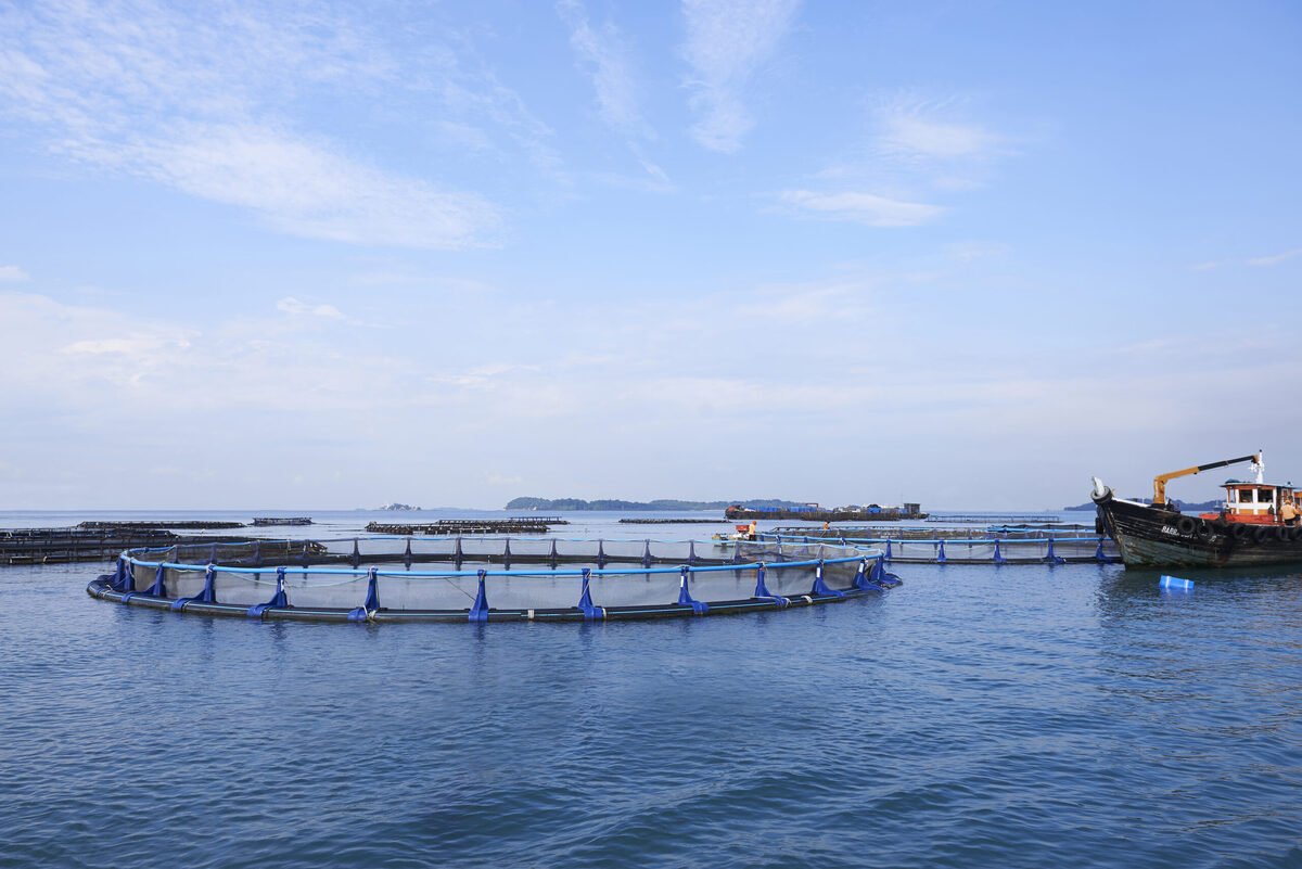 Barramundi Singapore farm-20241014.jpg