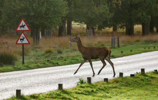 Driver warning and tips from GEM: deer are on the move