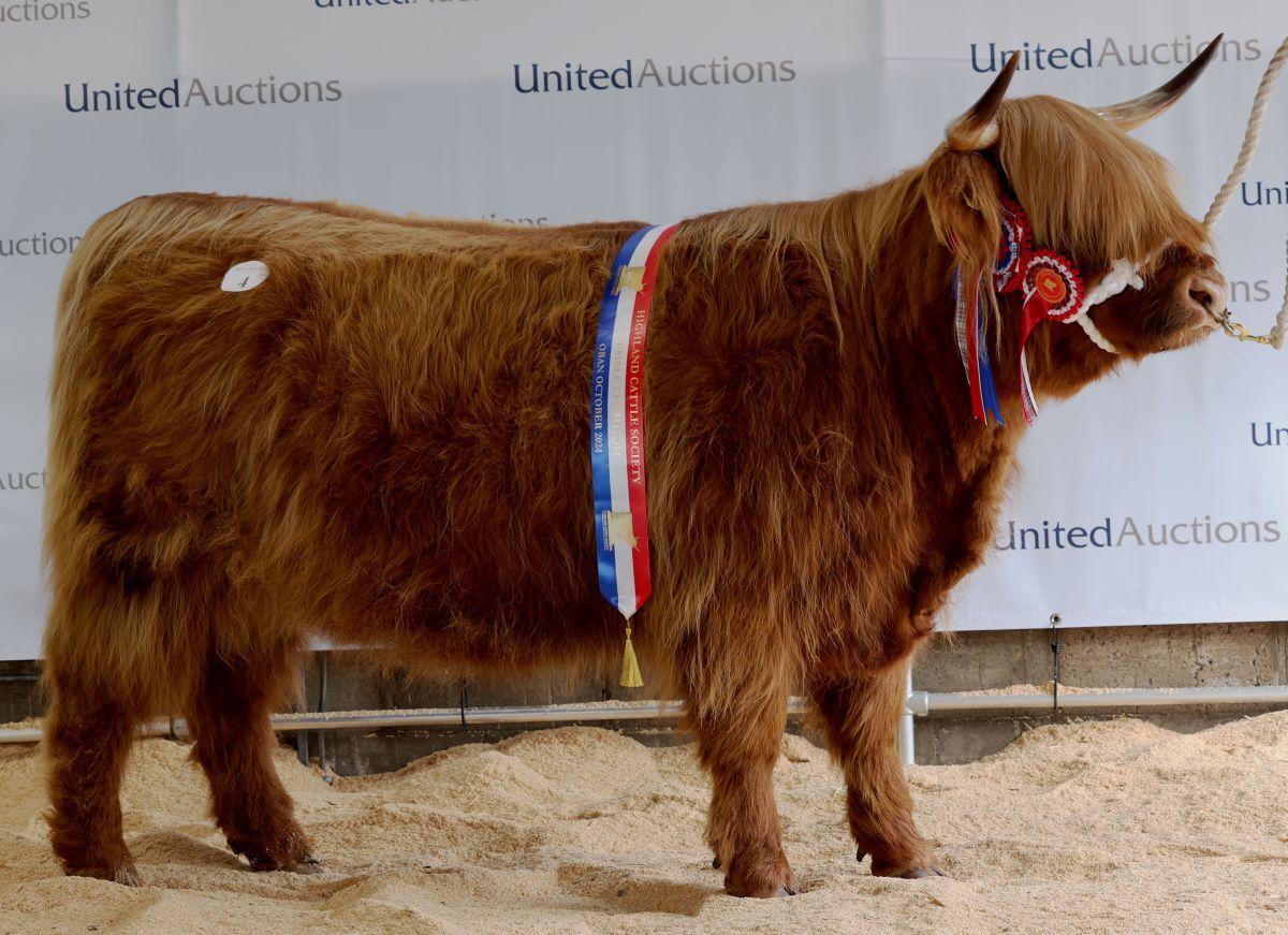 Overall and senior show champion and fetching top price at the sale  for 13,000 gns was three-year-old heifer Catriona Akeko of Balrownie from the Carnegie family who farm at Brechin in Angus, brought out by Dylan Carnegie. Photograph: Kevin McGlynn 