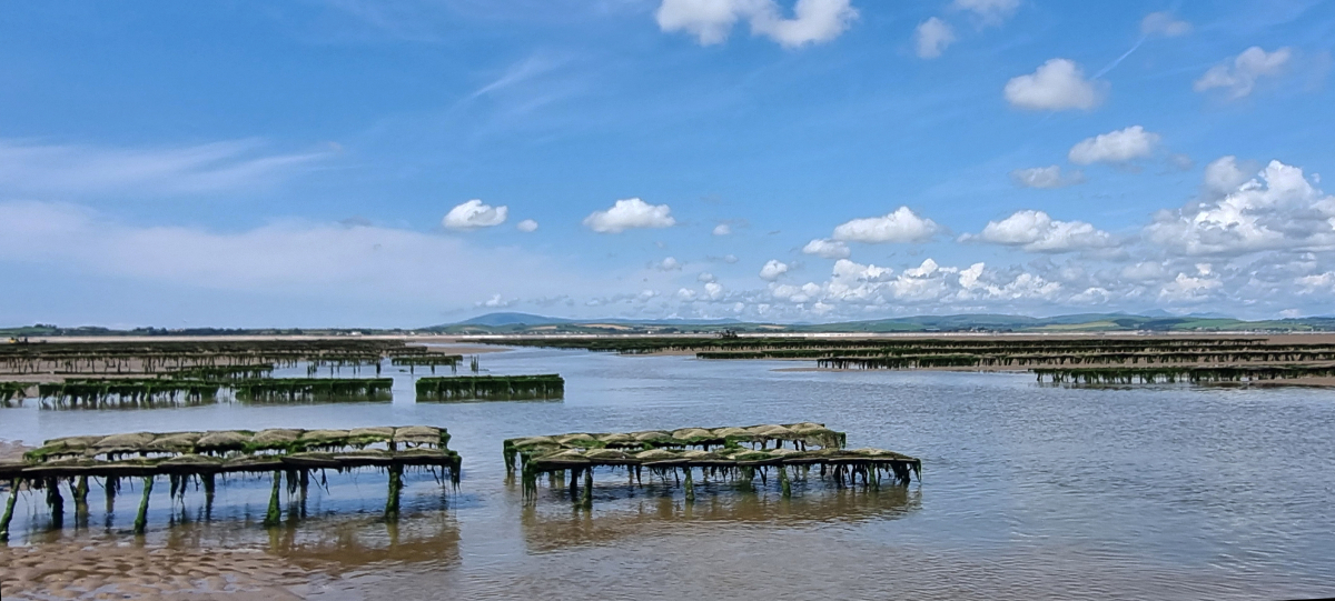 MorecambeBay.2_20241015.jpg