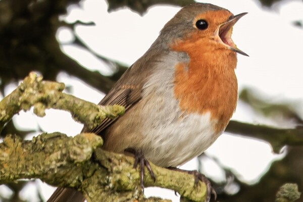 More than 100 bird species recorded on Arran in September