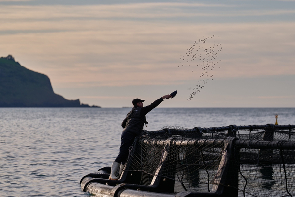 Akaroa is first king salmon producer to adopt BioMar’s Blue Impact feed