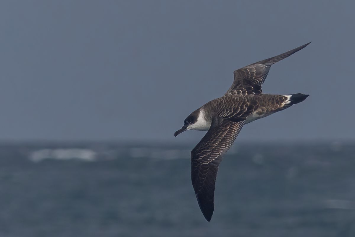 This photograph of a great shearwater on the wing was taken by Greg Nicholson.