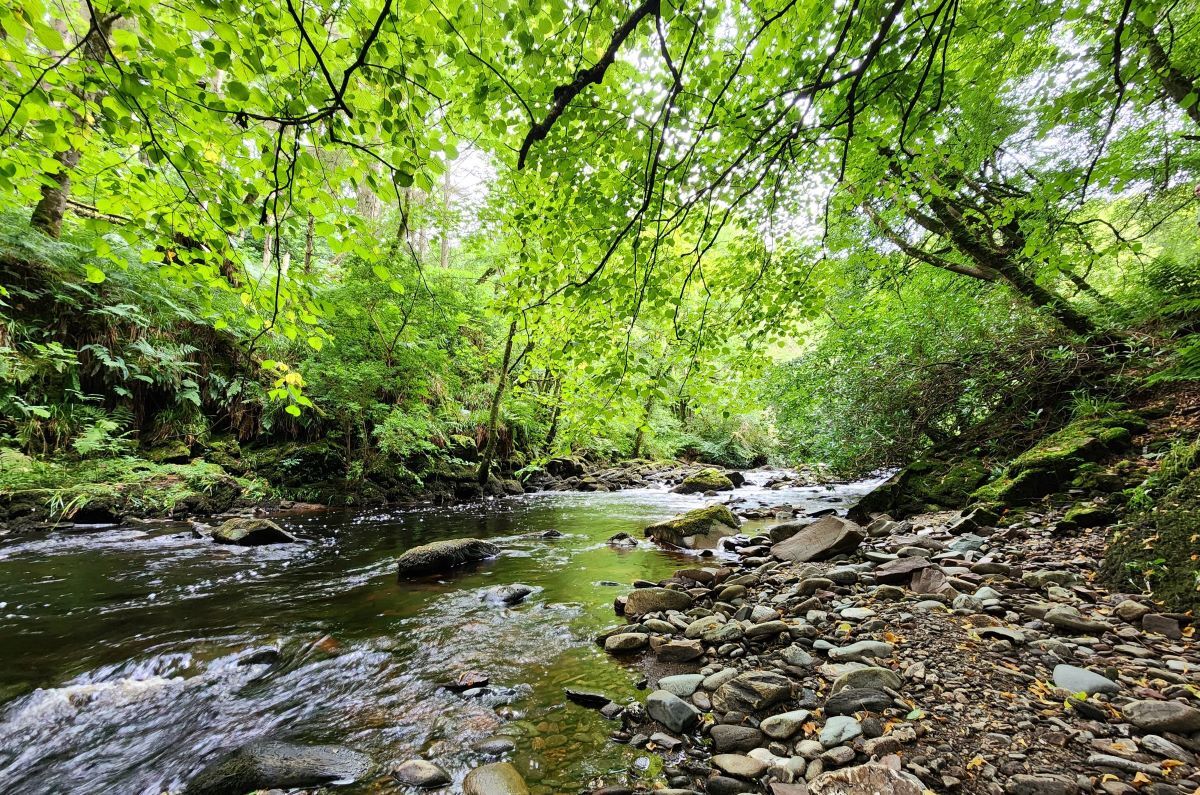 The association has drafted a 10-year plan to protect the “neglected” woodland which is nestled between River Barr and the back road into Glenbarr. Photograph: GCDA. The association has drafted a 10-year plan to protect the “neglected” woodland which is nestled between River Barr and the back road into Glenbarr. Photograph: GCDA.