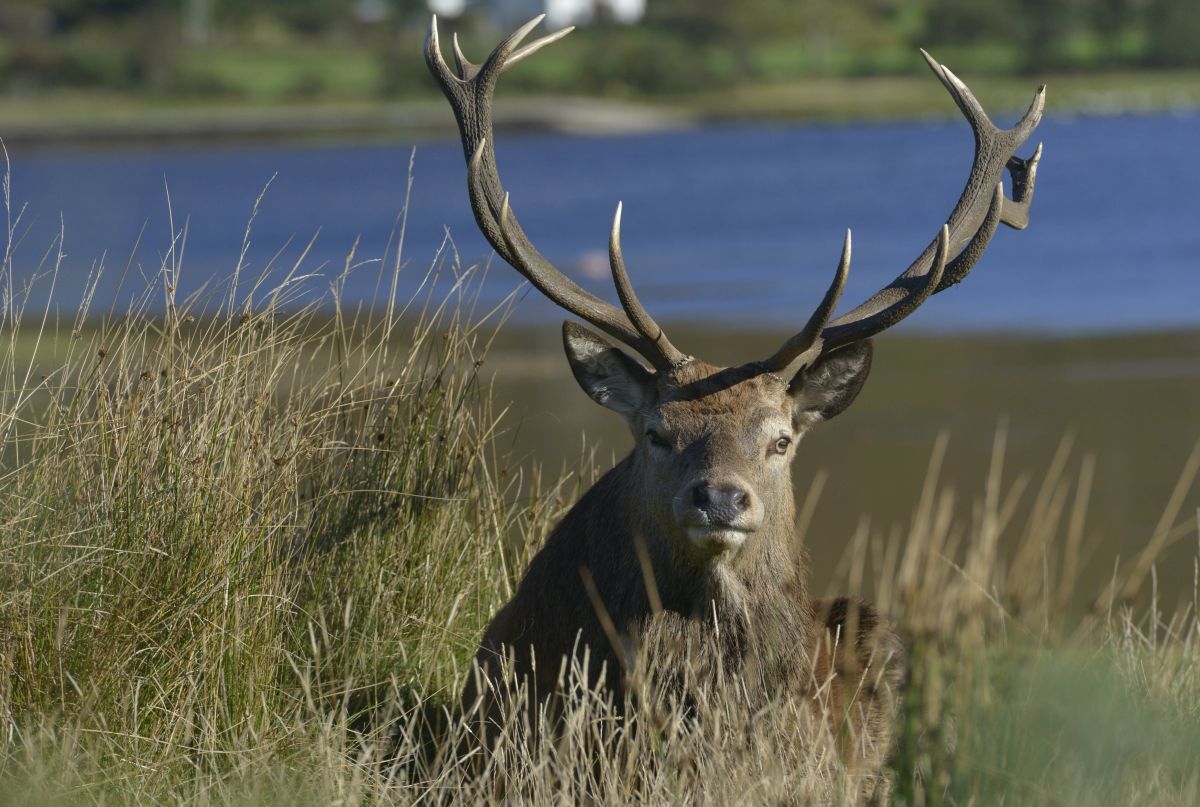 Red deer – some estates have detailed records that will be of great interest to naturalists and conservationists in the future. Photograph: Scottish Field/Angus Blackburn.