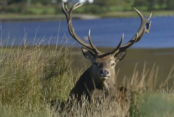 Diminishing wildlife and a heroic rescue