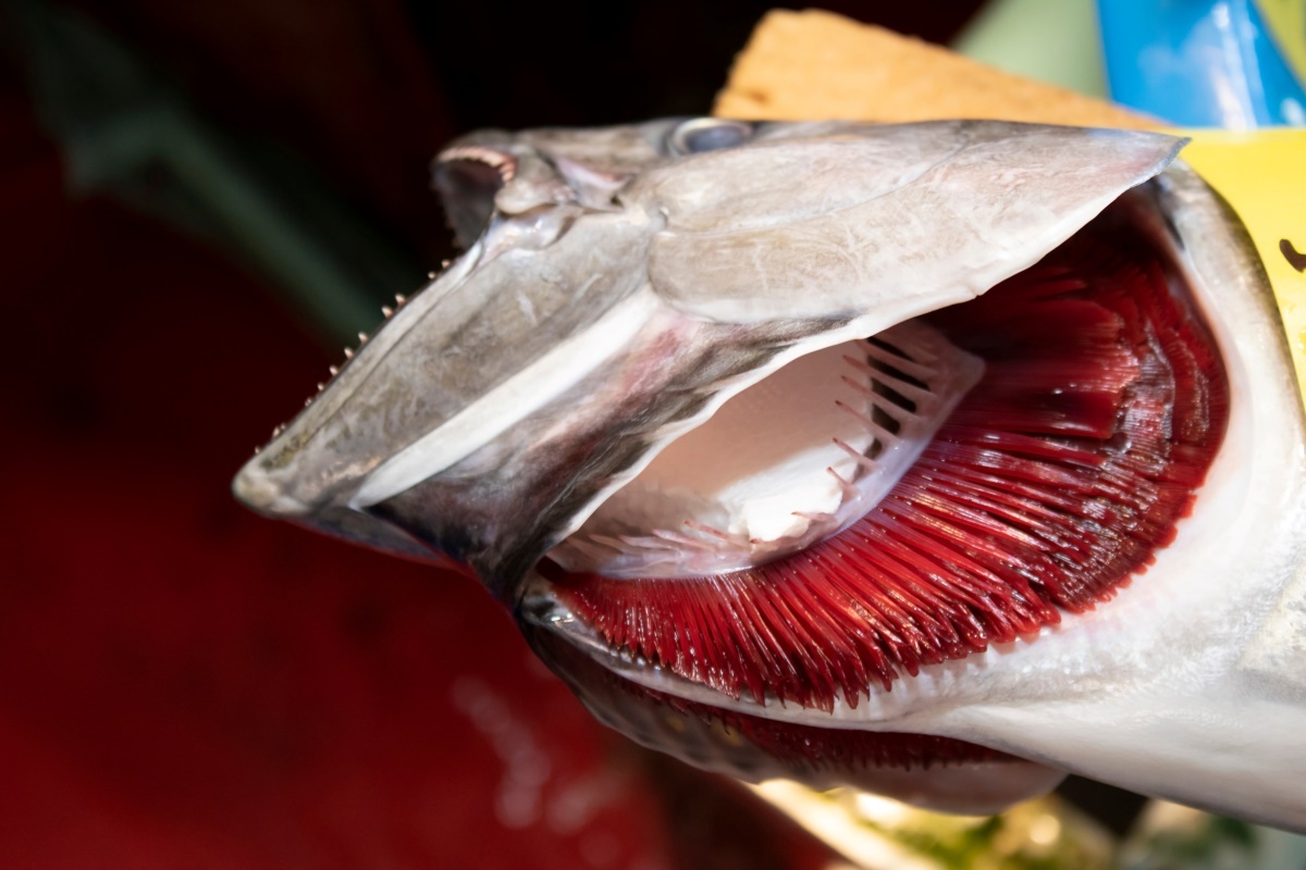 salmon-with-gills-exposed-AdobeStock_298229190.jpg