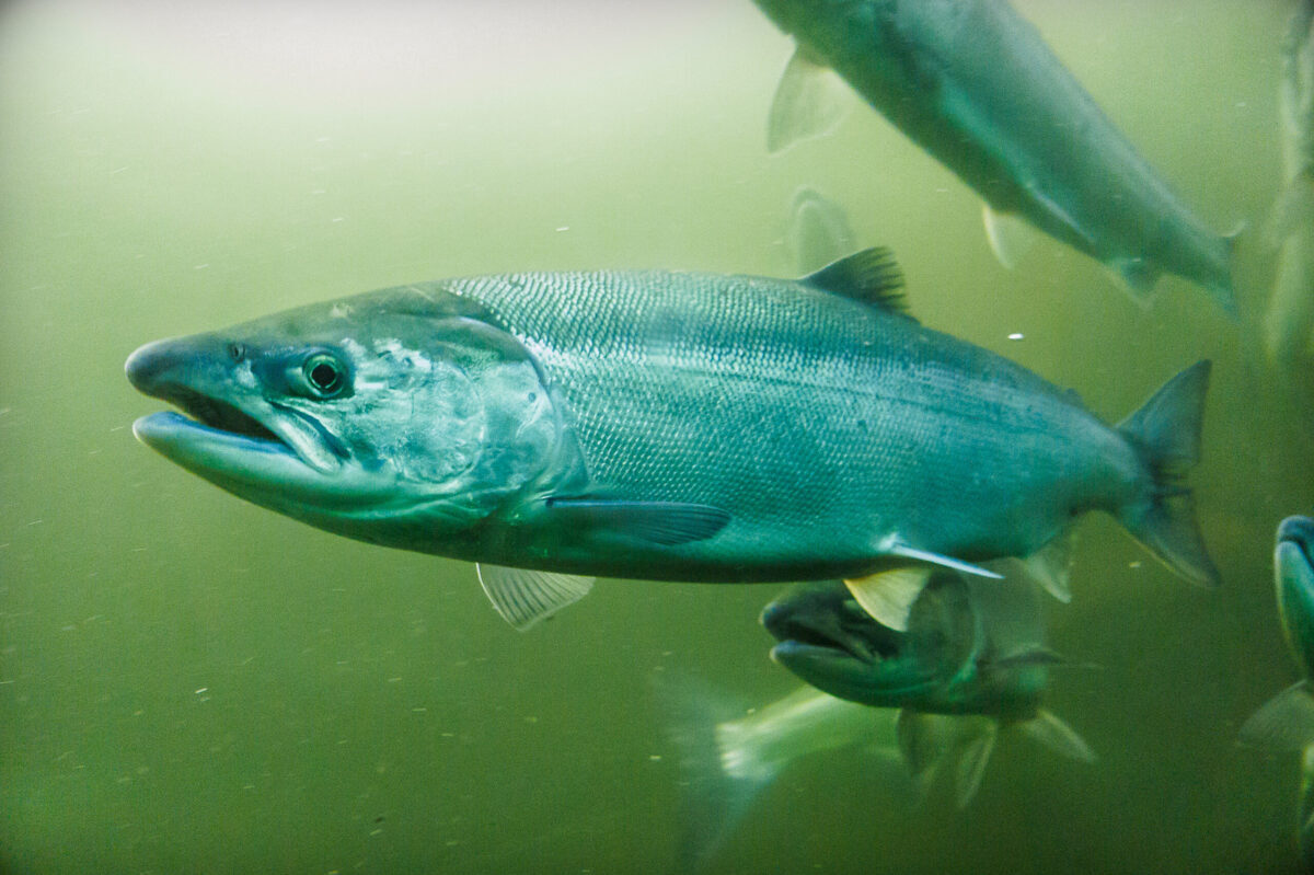salmon_swimming_shutterstock_1744451171_20241021.jpg