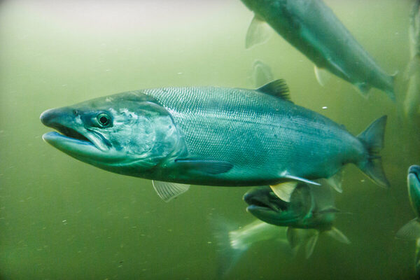 Fresh water ‘may be answer to salmon disease’