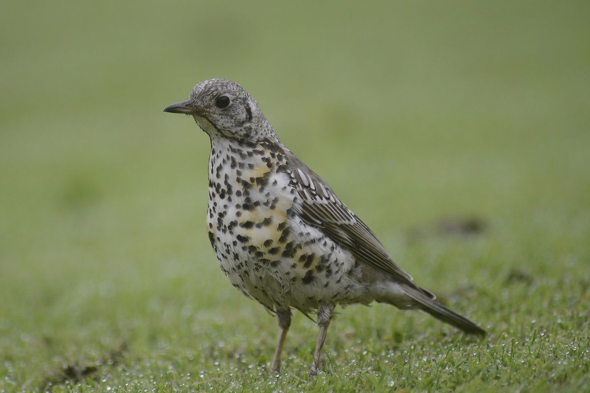 Mistle thrush. Photograph: Brian Couper.