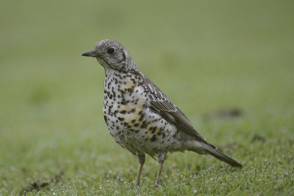 Is that a song thrush or a mistle thrush?