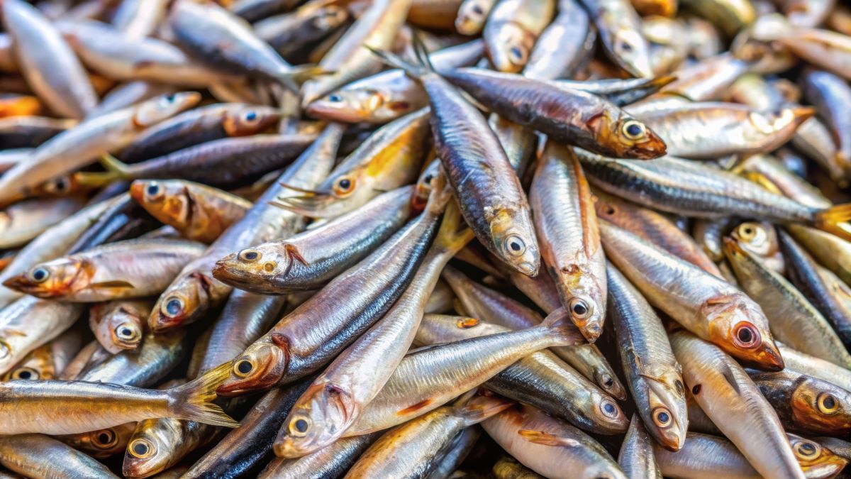 Anchovy quota announced in Lisbon