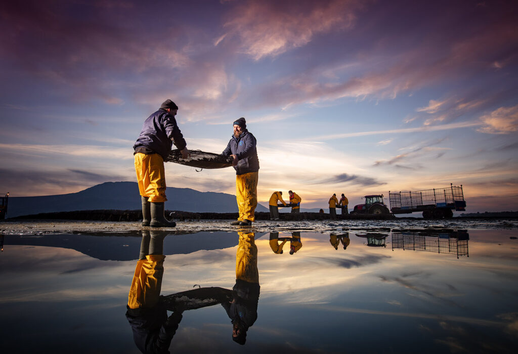 Millbay oysters_20241028.jpg