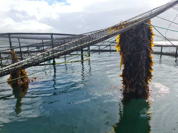 Working together is the core topic for seaweed conference