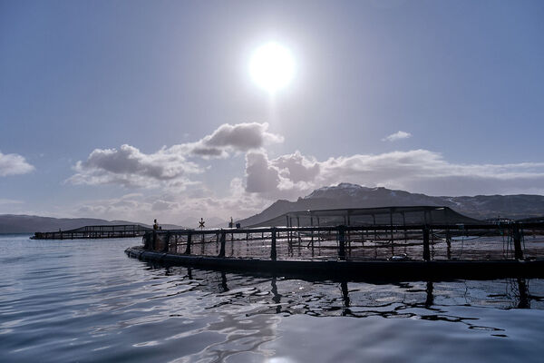 Scottish farmed salmon reports best survival rate for four years