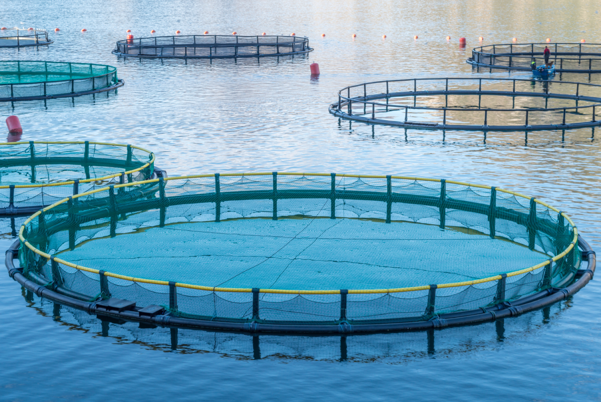 fish farm cages-AdobeStock_103348284_20241031.jpg