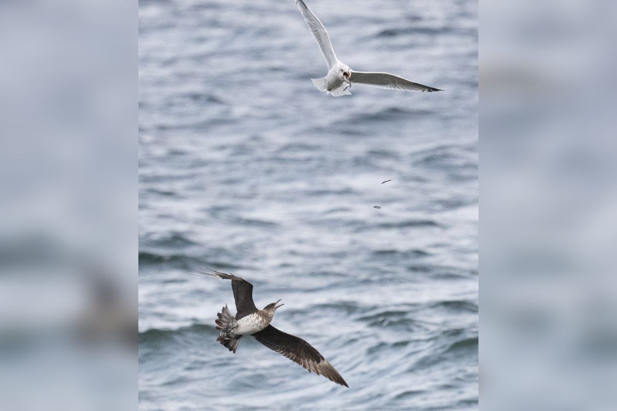 An Arctic skua harasses a gull until it regurgitates its last meal which the Arctic skua then eats. Photograph: Susan Hanson.