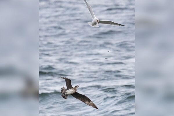 Pirates of the sea make an unusual appearance on Arran