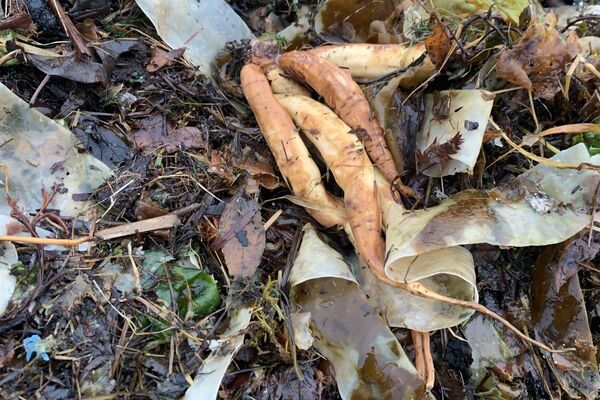 Warning issued as deadly plant spotted around Argyll's shores