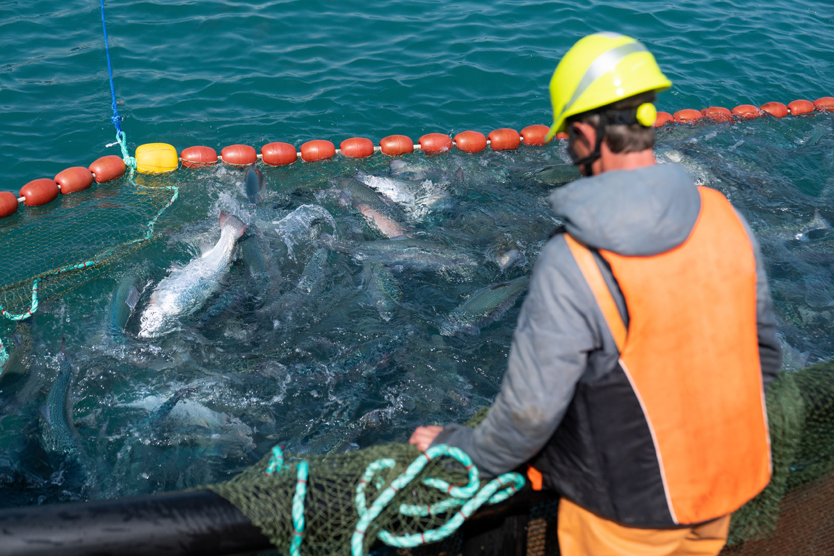 fish-farm-worker-with-salmon-AdobeStock_625697274.jpeg