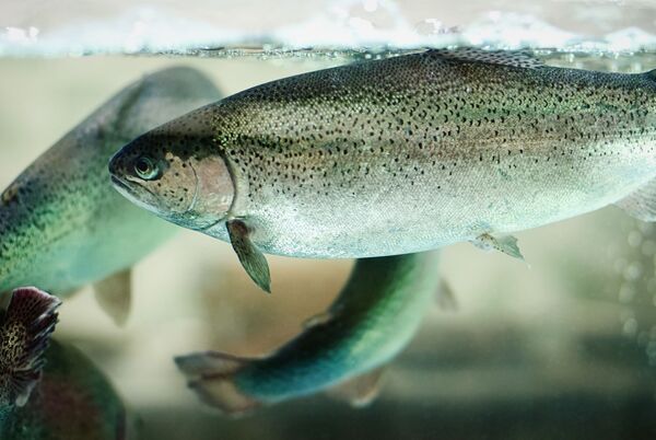 Breakthrough hailed in rainbow trout disease prevention