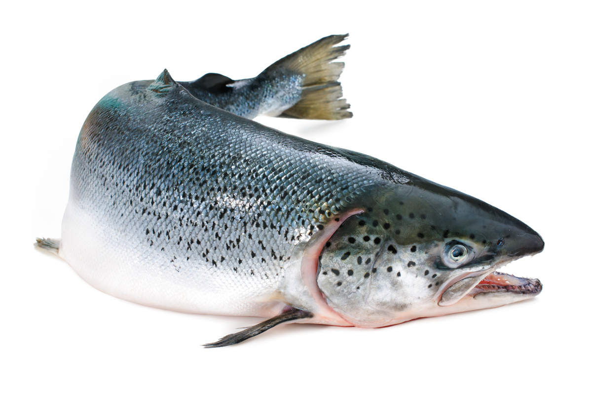 salmon_AdobeStock_56242757-20241028.jpeg