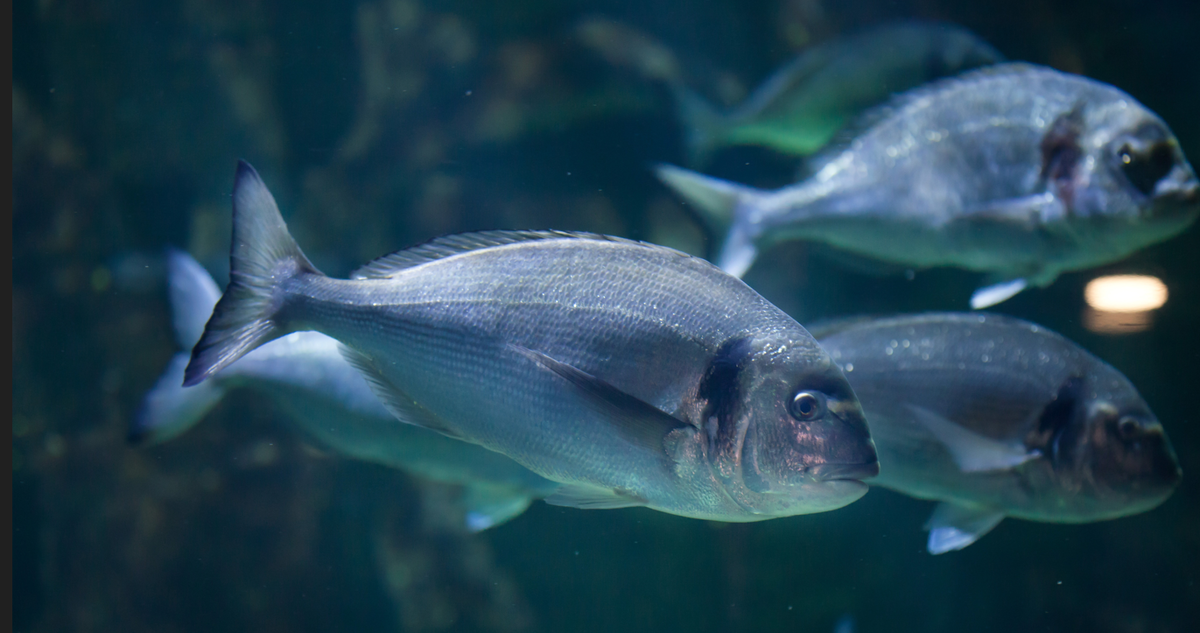 Humane Fish Fish Farmer - Features - A recent poll suggests consumers would support ...