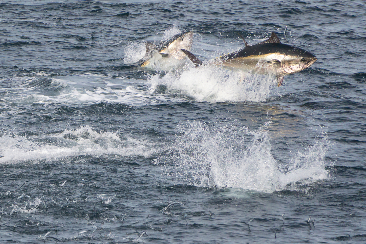 tuna_mackerel sturgeon_AdobeStock_965223330_20241104.jpg