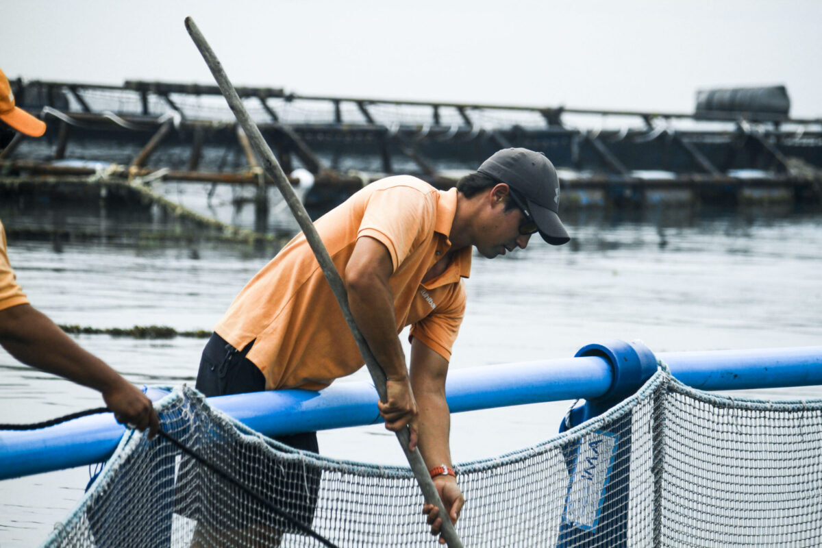 Barramundi_farm_Singapore_20241108.jpg