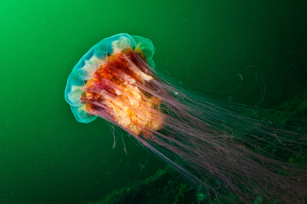 Jellyfish attacks leave a harmful legacy, study finds