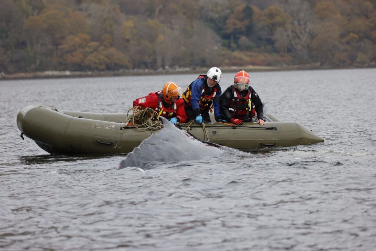 NO_A46_Loch_Fyne_whale_rescue_02_Cath_Bain_British_Divers_Marine_Life_Rescue_web.jpg NO_A46_Loch_Fyne_whale_rescue_02_Cath_Bain_British_Divers_Marine_Life_Rescue_web.jpg