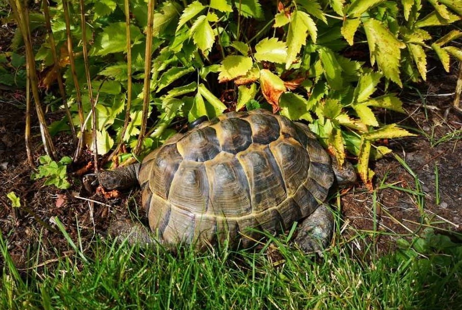 Family’s appeal for help to trace beloved missing tortoise