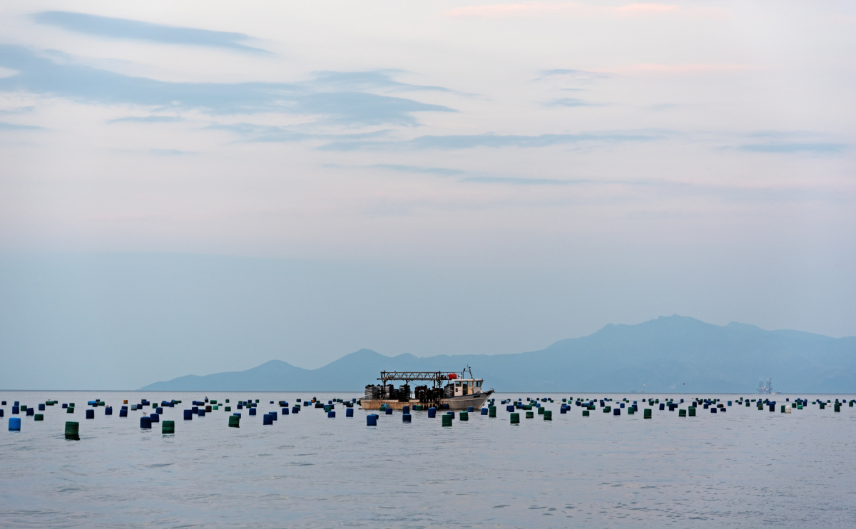 mussel_farm_Greece_AdobeStock_364744027_20241113.jpg