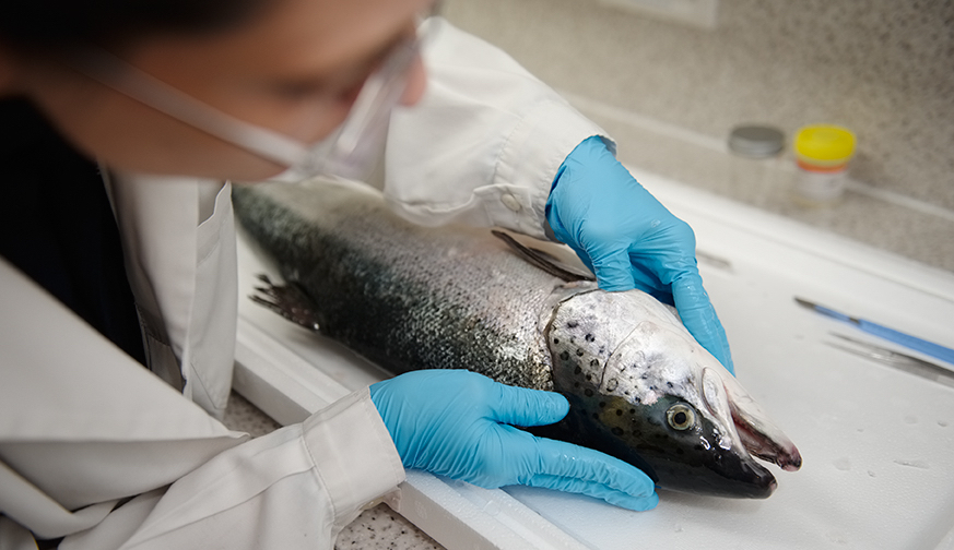 Webinar: Fish Health and Welfare