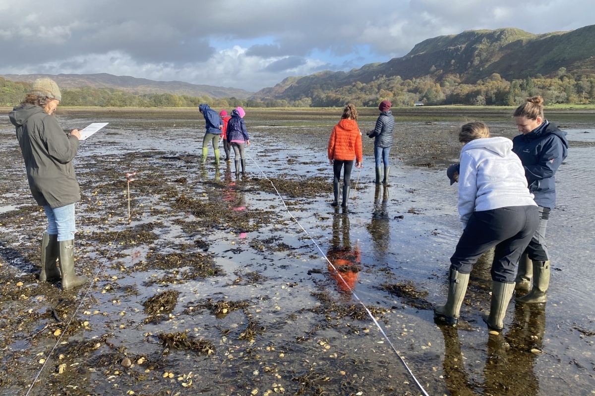 Survey shows native oysters are breeding in Loch Craignish