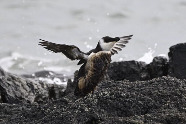 Busy month for birds as summer visitors depart and winter birds arrive