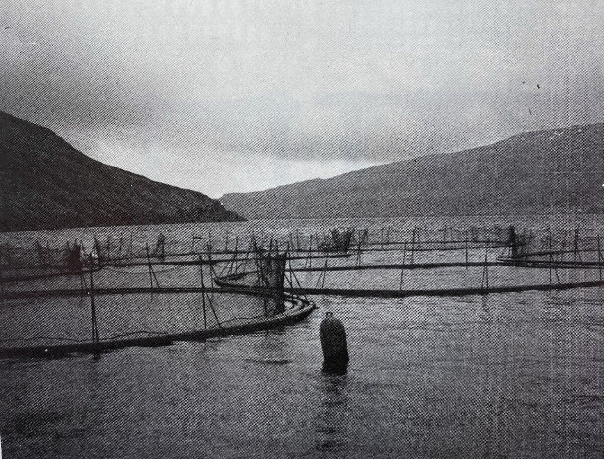 Rainbow_trout_cages_Vid_Streymin_Faroes_1982_low_res_20241117.jpg
