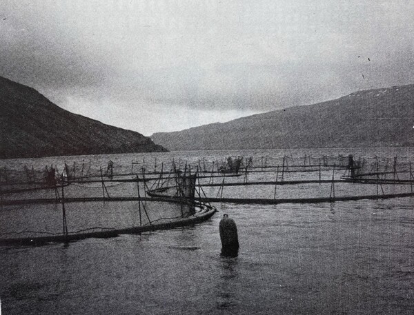 Looking Back: Salmon aquaculture grows in the Faroes