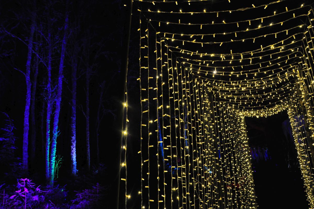 Winter Woods 2024 - Tunnel of lights.